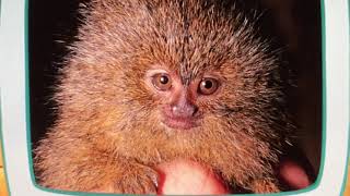 Animal Science Book Pygmy Marmoset 🇦🇺 [upl. by Nylyak673]