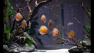 Best Nature Discus Aquarium Setup  Home Aquascape for Discus [upl. by Atenik784]