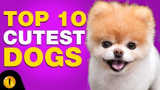 TOP 10 CUTEST DOG BREEDS [upl. by Lareena693]