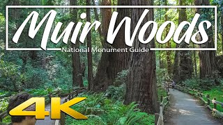 Muir Woods National Monument  Guide and Virtual Hike 4K [upl. by Aihtenak439]