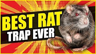 THE BEST RAT TRAP EVER  Dunk The Rat Trap Review [upl. by Ecylla140]