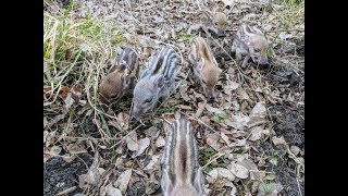 Six Feral Piglets Following Me Around [upl. by Einad290]