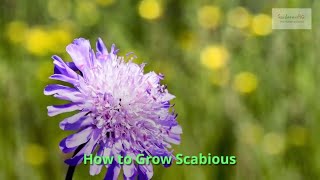 Scabious Growing Guide by GardenersHQ [upl. by Daniele]