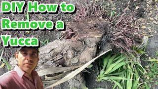 How to Remove a Yucca DIY [upl. by Ignacia84]