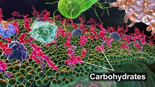 Monosaccharides  Disaccharides  Polysaccharides [upl. by Vin420]