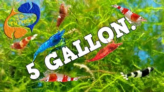 10 BEST FISH For 5 Gallon AQUARIUM [upl. by Gavini]