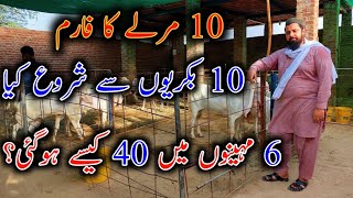 How To Start Goat Farming in Low Investment In Pakistan  Goat Farming in Punjab [upl. by Annoyk374]