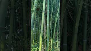 Phyllostachys aureosulcata [upl. by Linkoski89]