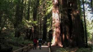 Muir Woods National Monument Tour  HD [upl. by Sackville840]