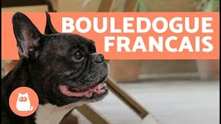 Prendre Soin d’un bouledogue francais [upl. by Aleece903]