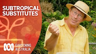 Subtropical Substitutes  Growing Fruit And Vegies  Gardening Australia [upl. by Htenaj923]