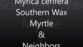 Myrica cerifera  Southern Wax Myrtle┃Sacred Herbs and Botanicals [upl. by Yllier8]