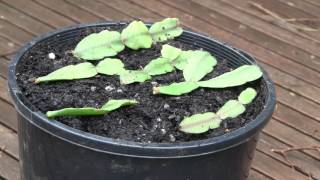 How to Propagate Christmas Cactus Cuttings Epiphyllum or Zygocactus [upl. by Yelats]