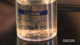 How to Care for Daphnia [upl. by Francesco]