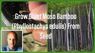 How to Sprout Lots of Moso Bamboo From Seeds Phyllostachys edulis [upl. by Irahs]