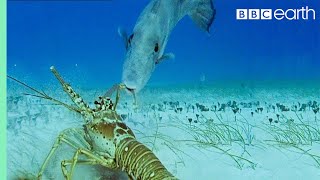 Lobsters vs Trigger Fish  Trials Of Life  BBC Earth [upl. by Aicrop444]