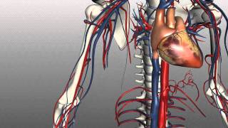 Veins of the body  PART 1  Anatomy Tutorial [upl. by Leanor]