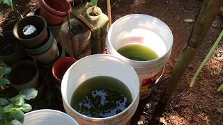 How to grow Green Water Algae [upl. by Esertak991]