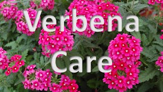 Verbena Care [upl. by Gabrielson153]