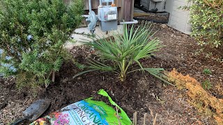 Planting My Mediterranean Fan Palm [upl. by Andre]