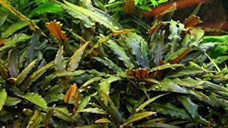 Ficha de Plantas Cryptocoryne Wendtii quotBrownquot [upl. by Anahsor295]