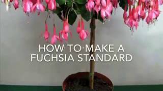 How to Make a Fuchsia Standard  Fuchsia Tree How To Make A Standard Fuchsia [upl. by Susette1]