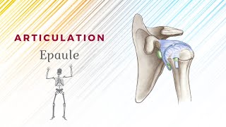 Anatomie De Lépaule  Articulation ScapuloHumérale [upl. by Anelahs]