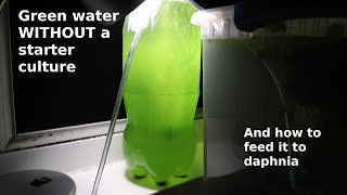 Green Water WITHOUT a Starter Culture  From Scratch  How To [upl. by Dodi]