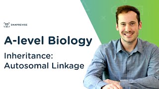 Inheritance Autosomal Linkage  Alevel Biology  OCR AQA Edexcel [upl. by Kutchins]