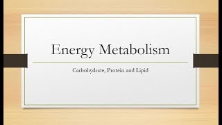 Energy Metabolism Carbohydrate Protein and Lipids [upl. by Nannoc]