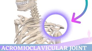 Acromioclavicular Joint Movement  Shoulder Anatomy amp Kinesiology [upl. by Anirbys]