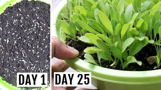 How to Grow Gaillardia from Seeds with UPDATES [upl. by Amekahs]