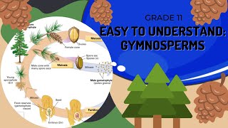 Gymnosperms [upl. by Casilde53]