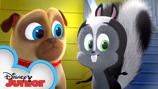 A Stinky Story  Puppy Dog Pals  Disney Junior [upl. by Clarissa]