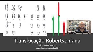 Translocação Robertsoniana [upl. by Bbor]