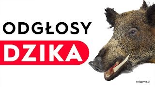 Dzik  odgłosy dzika [upl. by Rollo]