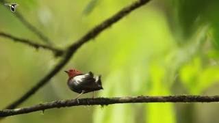 ClubWinged Manakin Dance [upl. by Ignacio]