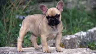 Le Bouledogue Francais [upl. by Mariand442]