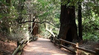 Muir Woods National Monument [upl. by Aniv]