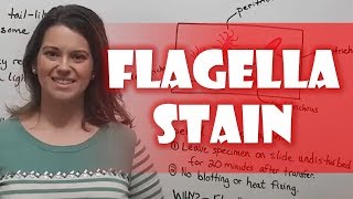 Flagella Stain [upl. by Nalla88]