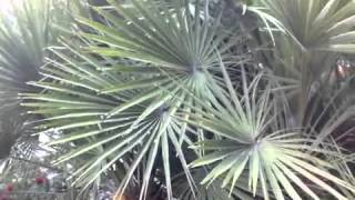 Chamaerops humilis  Mediterranean European Fan Palm [upl. by Alak]