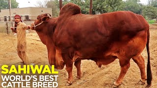 Sahiwal  Heaviest Bulls  Worlds Best Cattle Breed  Decent Cattle Farm [upl. by Mirna]