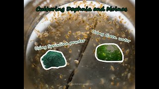 How To Culture Daphnia and Moinas using Green Water Spirulina powder [upl. by Annodam757]