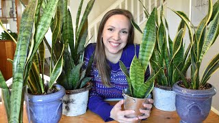 Snake Plant Care  Sanseveria Care Guide Light Water Temperature Propagation Problems [upl. by Aissatan]