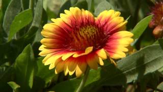 Mesa gaillardia blooms throughout the year [upl. by Chapel542]