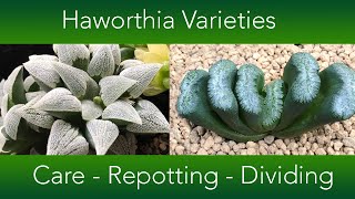 Haworthia Collection  Repotting Dividing and Care [upl. by Cottrell948]