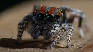 Best Spider Moments  Top 5  BBC Earth [upl. by Geraldine541]