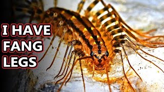 House Centipede facts not as nightmare inducing as they seem  Animal Fact Files [upl. by Htor220]