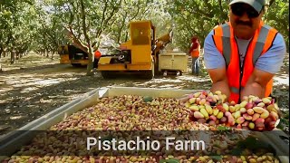 PISTACHIO HARVEST  ASI ES COMO COSECHAN EL PISTACHOPISTACHEPISTACHIO FARM [upl. by Eissej]