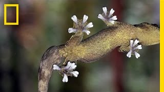 Gecko Feet How Do They Stick to Walls  National Geographic [upl. by Laehcym]